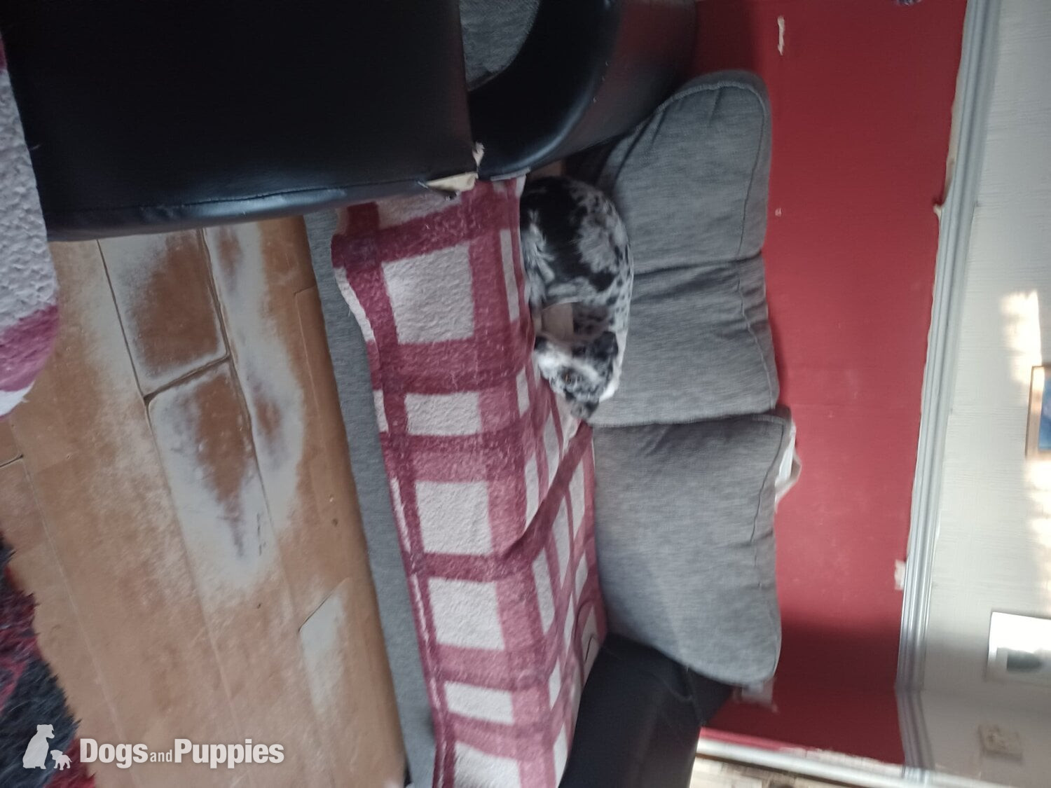 Border Collie Puppies