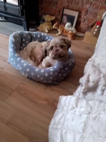 Male shihtzhu puppy