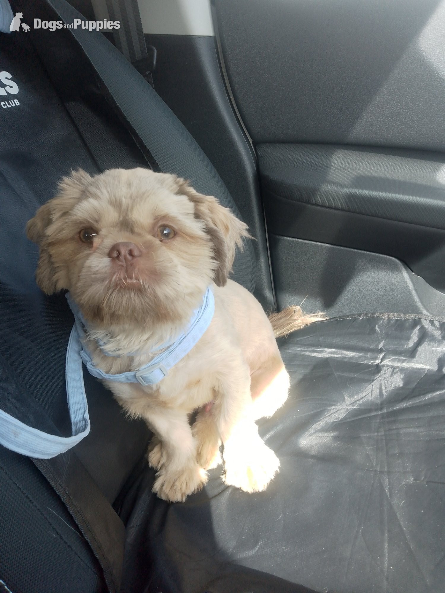 Shih Tzu