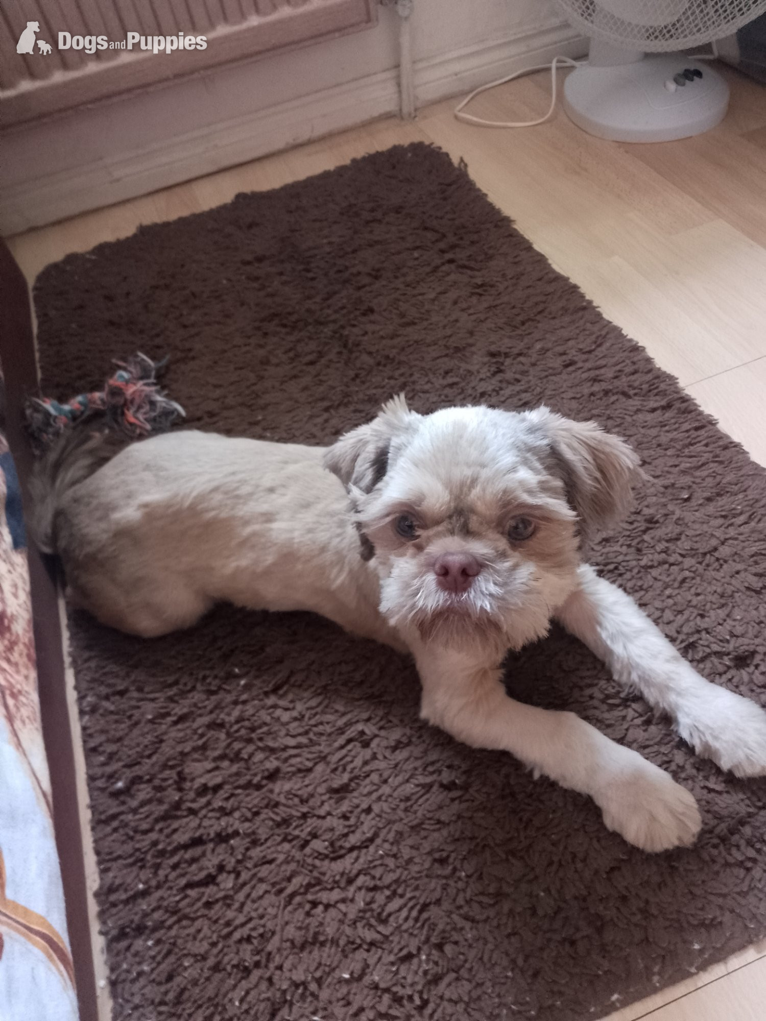 Shih Tzu Puppies