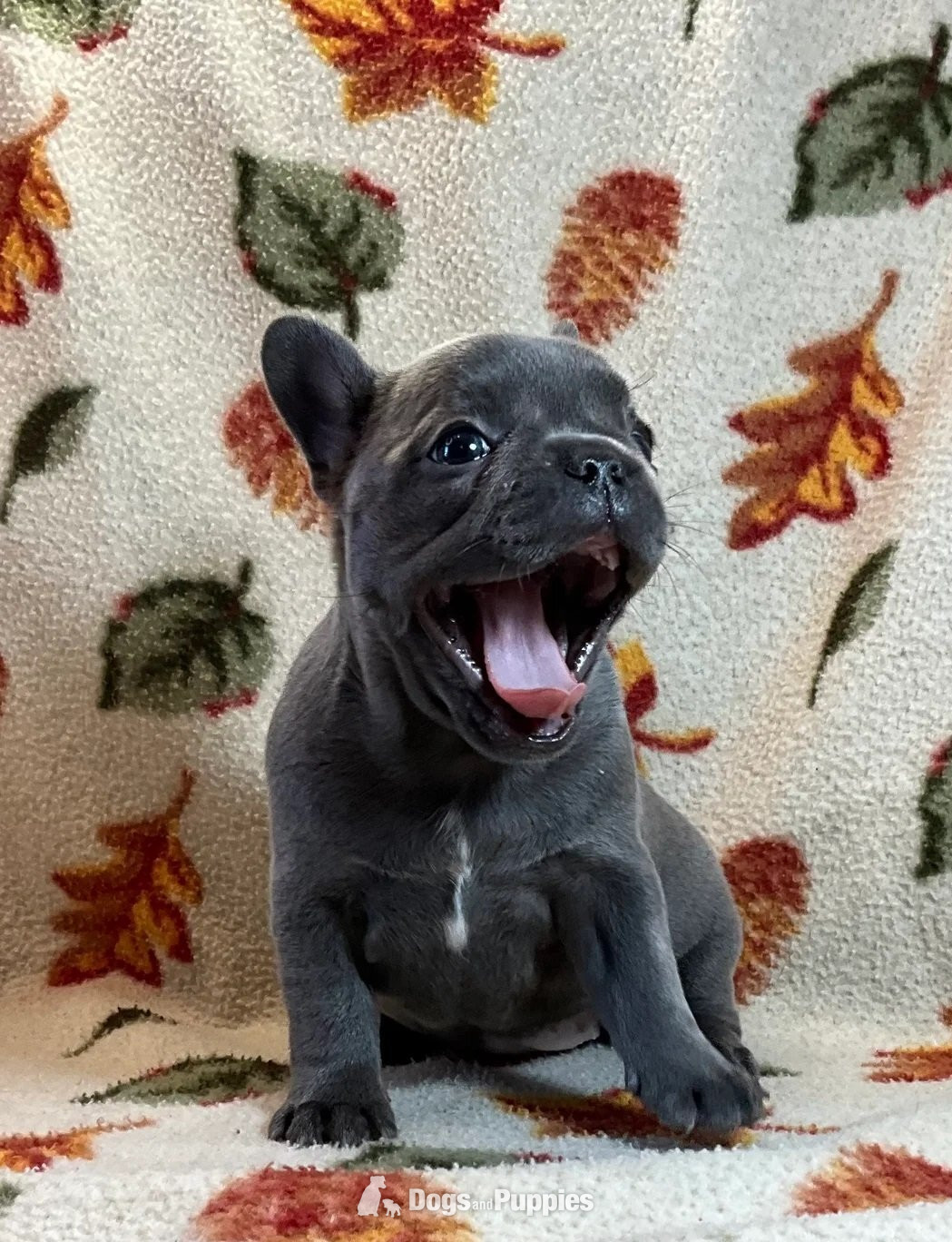 Super Blue French Bulldog Puppies Ready now worldcup in {LOCATION}