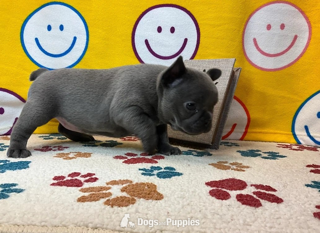 French Bulldog
