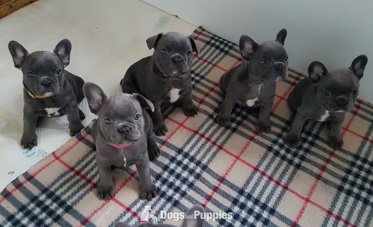 French Bulldog Puppies