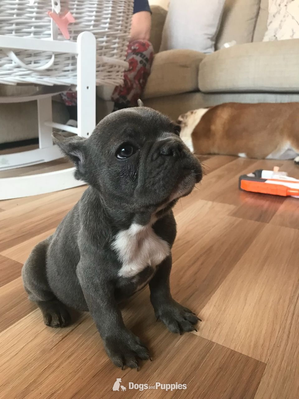 French Bulldog - Super Blue French Bulldog Puppies Ready now worldcup