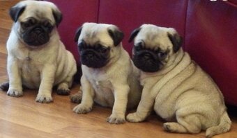 Timkerdolo Fawn Pug Puppies