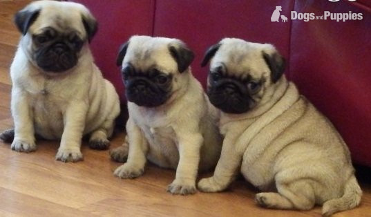 Timkerdolo Fawn Pug Puppies in {LOCATION}
