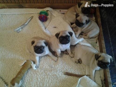 Pug