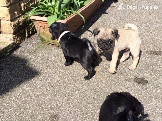 Pug Puppies