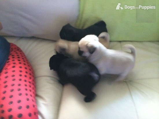 Pug - Timkerdolo Fawn Pug Puppies
