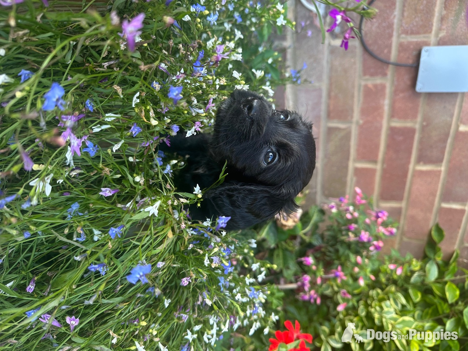 Cockapoo - Beautiful little girl 