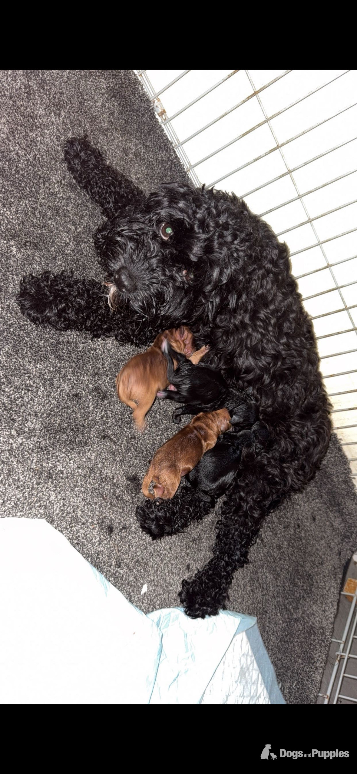 Beautiful little girl  - Cockapoo