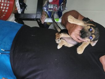 Terrier puppies for sale