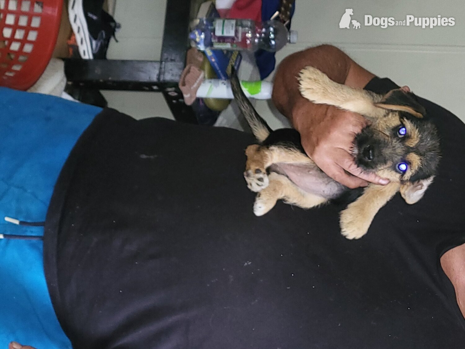 Terrier puppies for sale in {LOCATION}