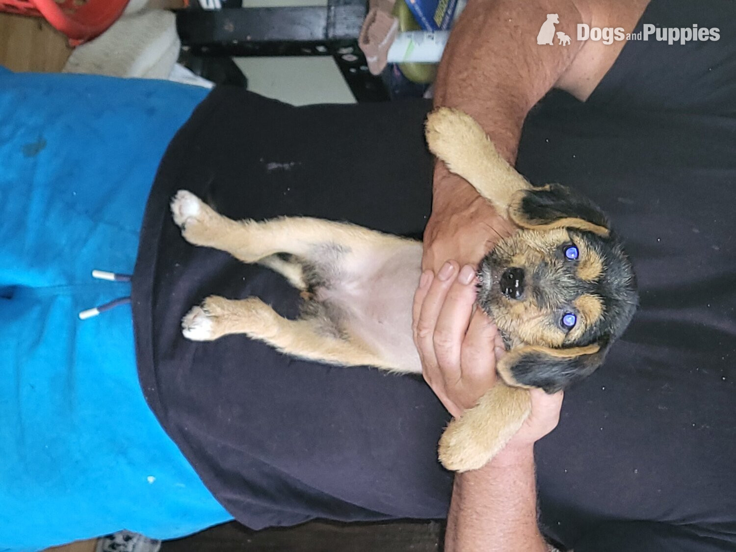 Norfolk Terrier Puppies