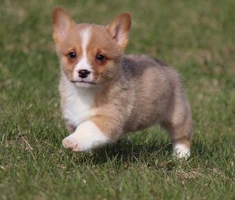  Originating in Wales 2 Pembroke Welsh Corgi Puppies Available For Good Homes