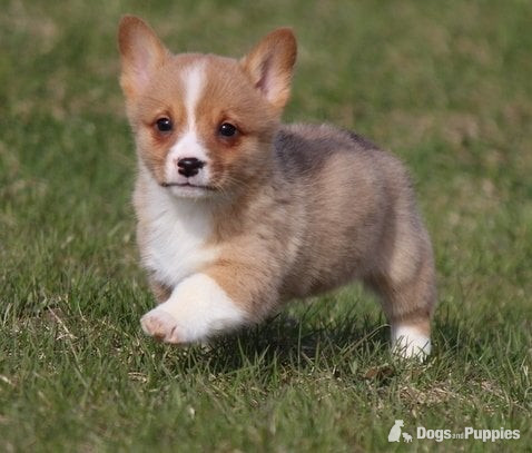  Originating in Wales 2 Pembroke Welsh Corgi Puppies Available For Good Homes in {LOCATION}