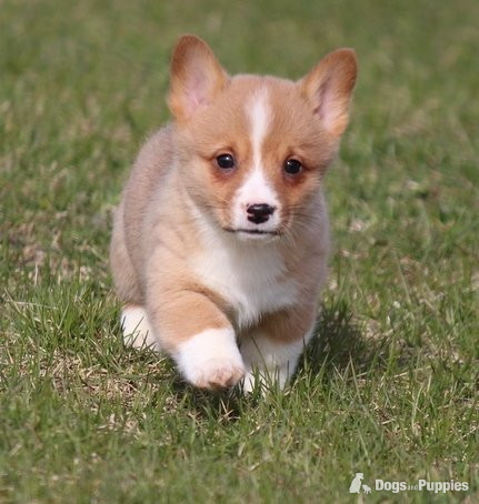 Pembroke Welsh Corgi