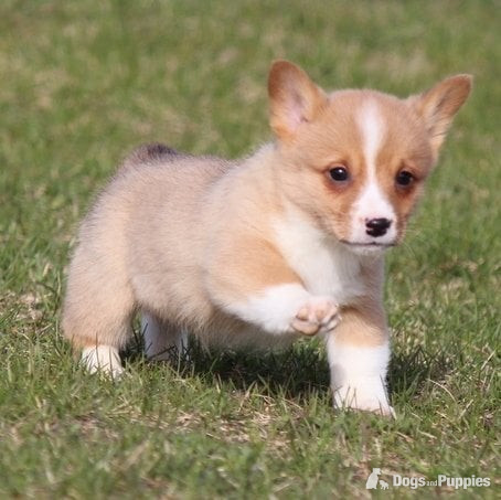 Pembroke Welsh Corgi Puppies