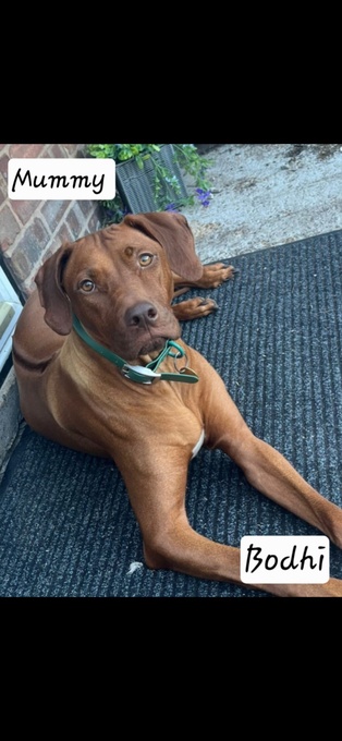 Rhodesian ridgeback puppies 