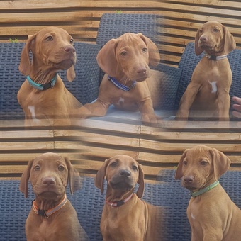Rhodesian ridgeback puppies 