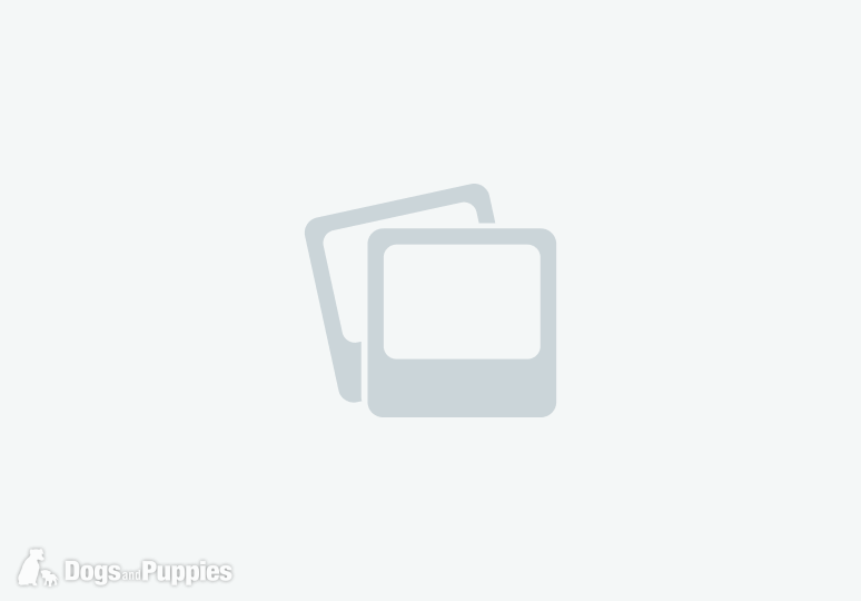 Rhodesian ridgeback puppies  in {LOCATION}