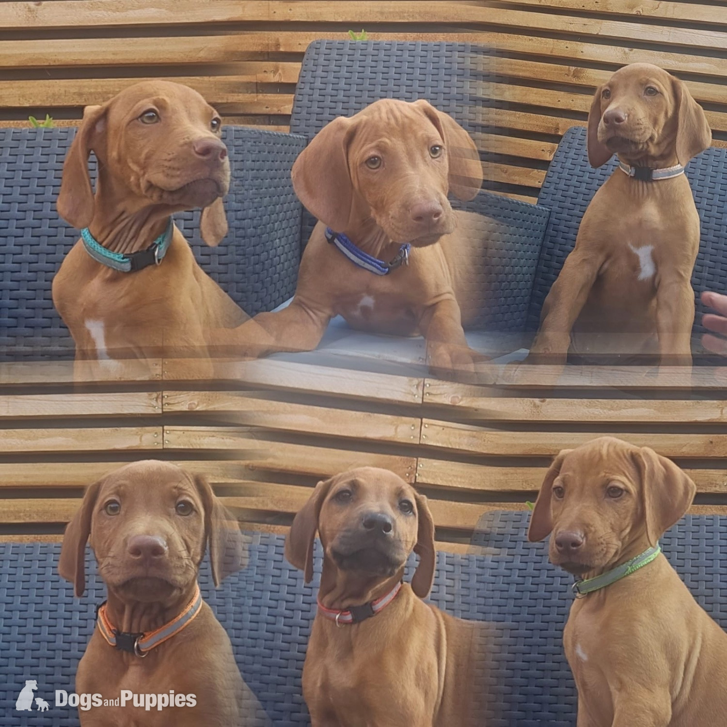 Rhodesian ridgeback puppies  in {LOCATION}