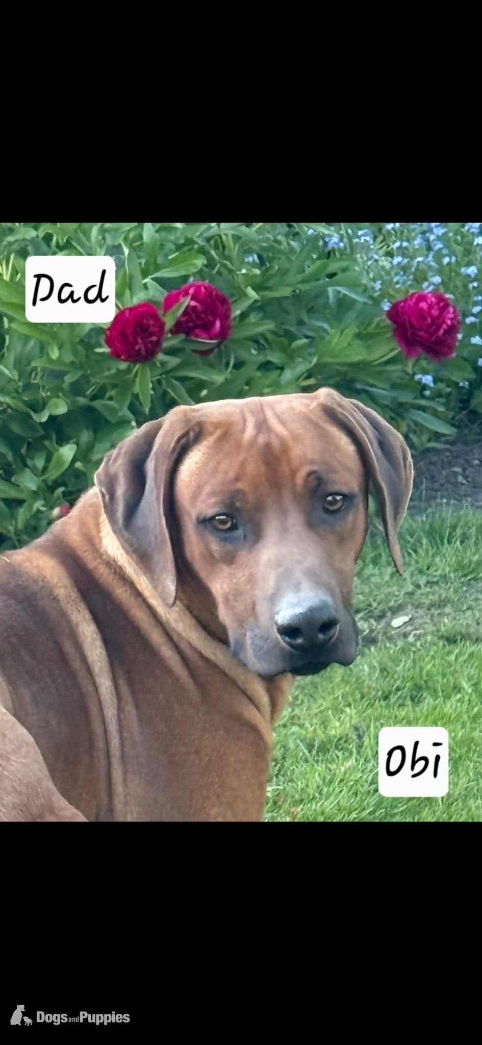 Rhodesian Ridgeback