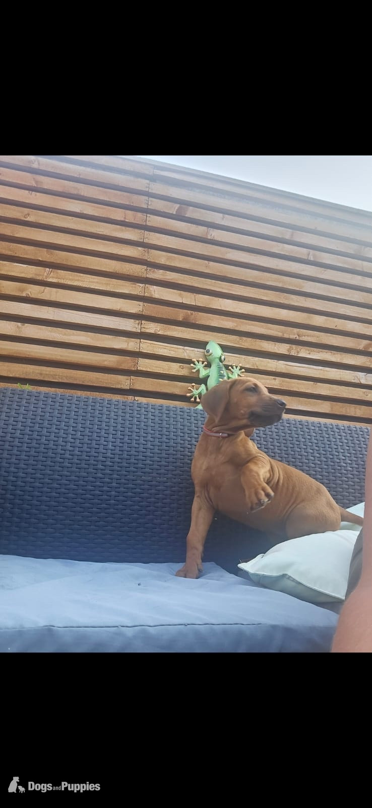 Rhodesian Ridgeback