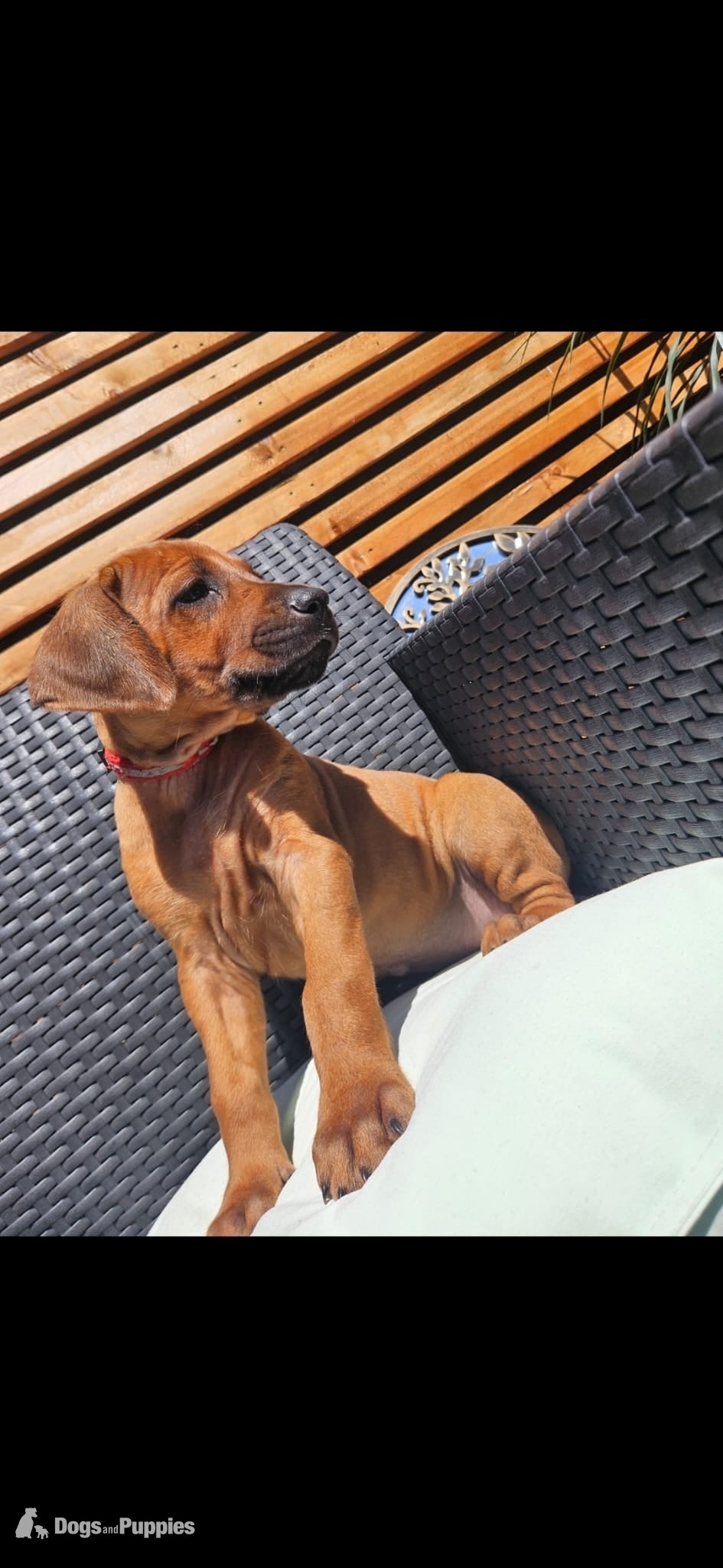 Rhodesian Ridgeback Puppies