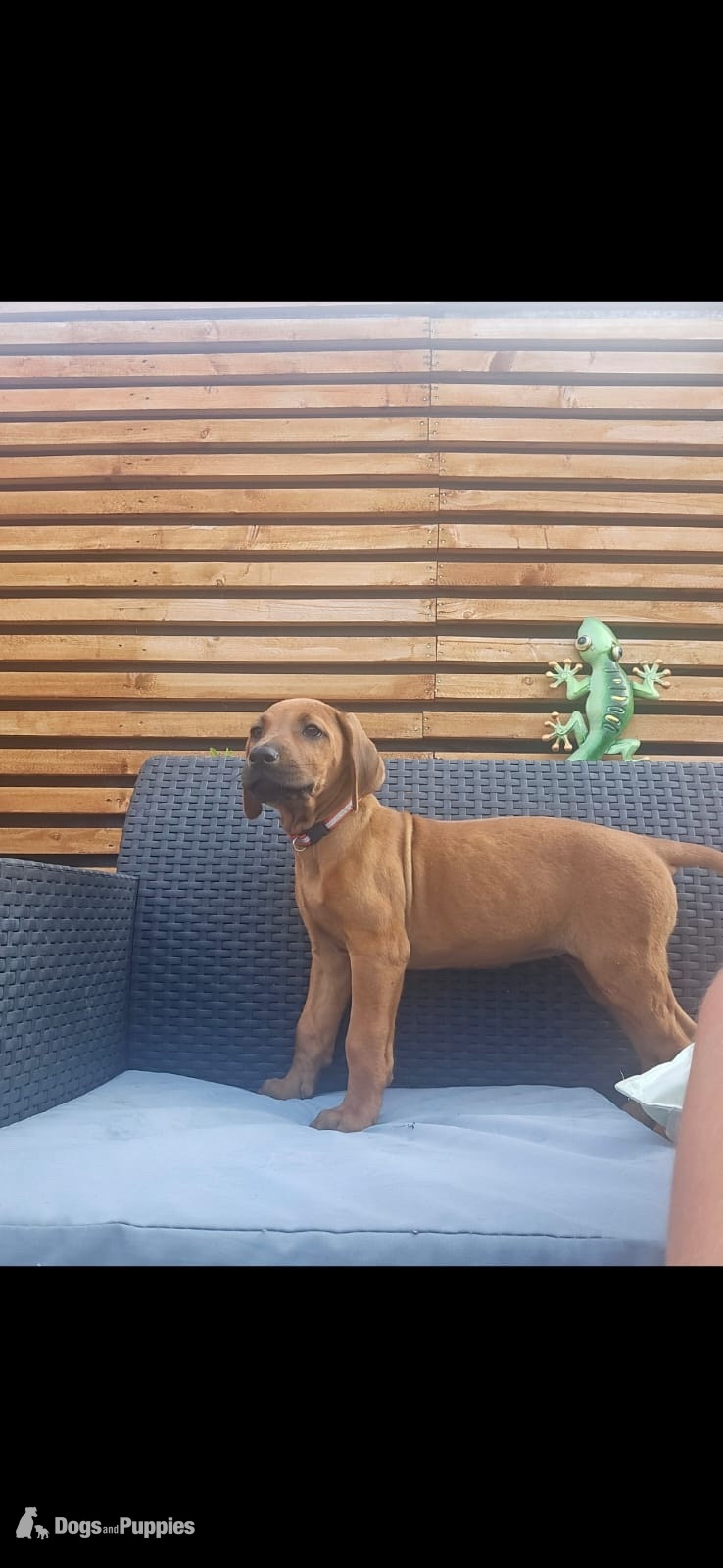 Rhodesian Ridgeback Puppies