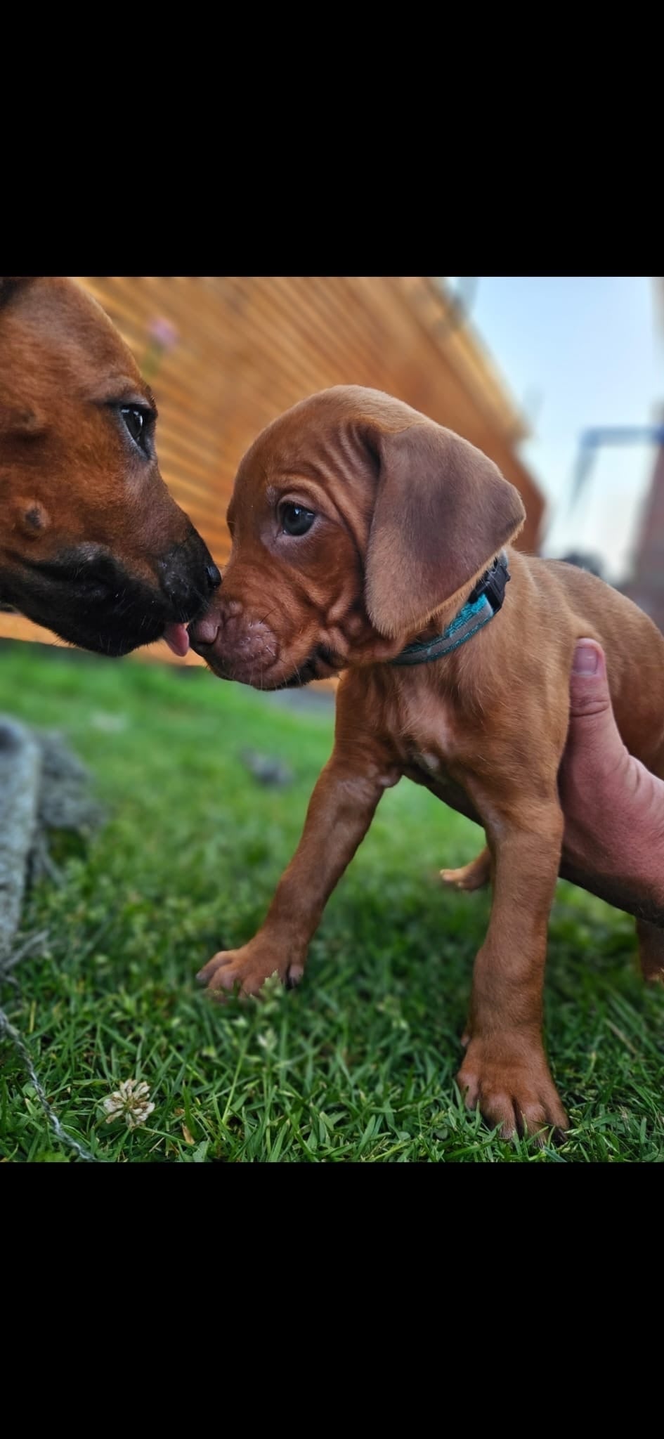 Rhodesian ridgeback puppies  - Rhodesian Ridgeback