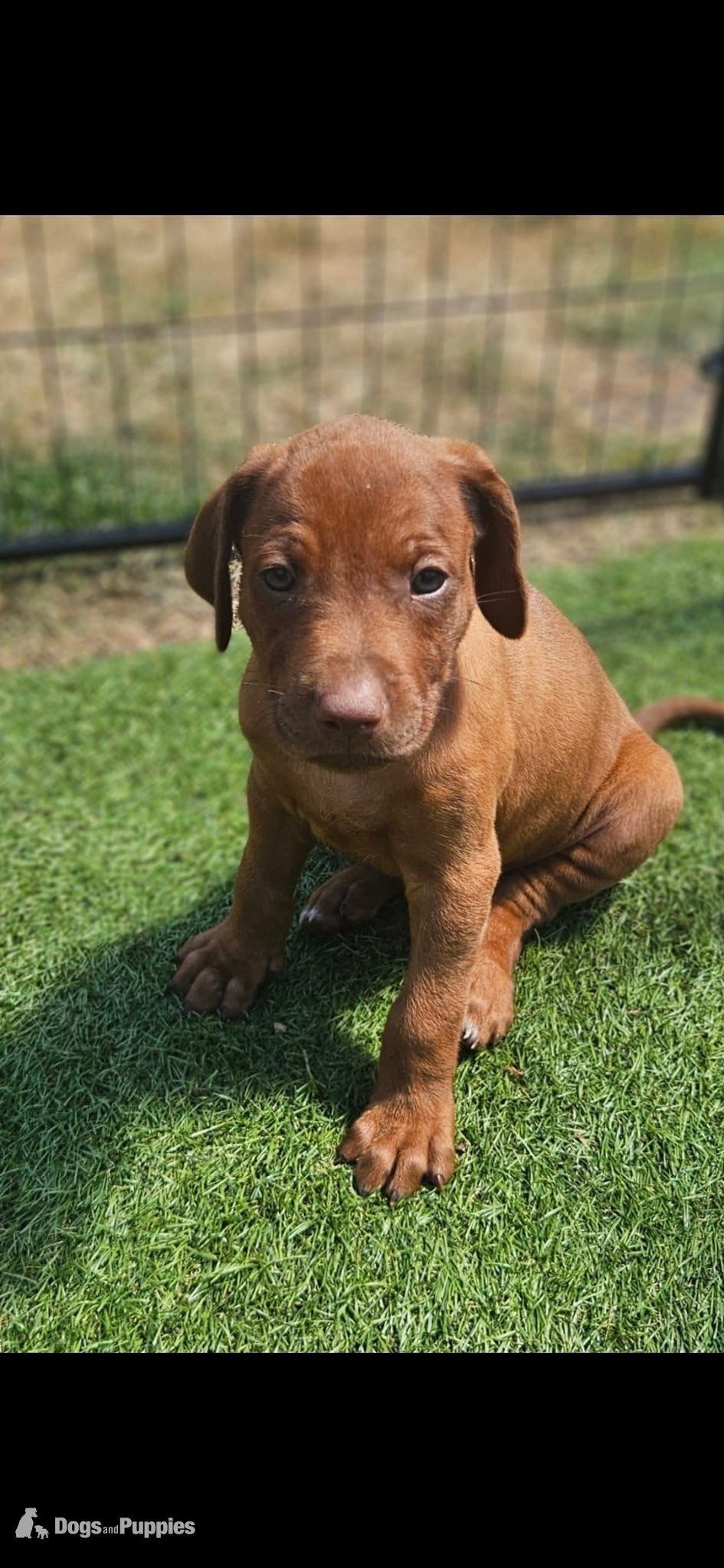 Rhodesian Ridgeback - Rhodesian ridgeback puppies 