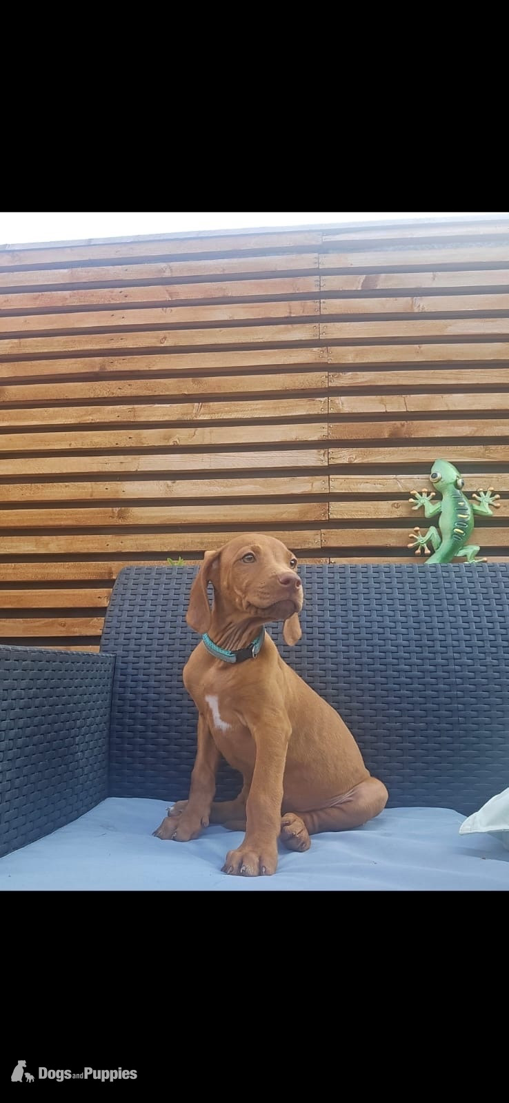 Rhodesian Ridgeback - Rhodesian ridgeback puppies 