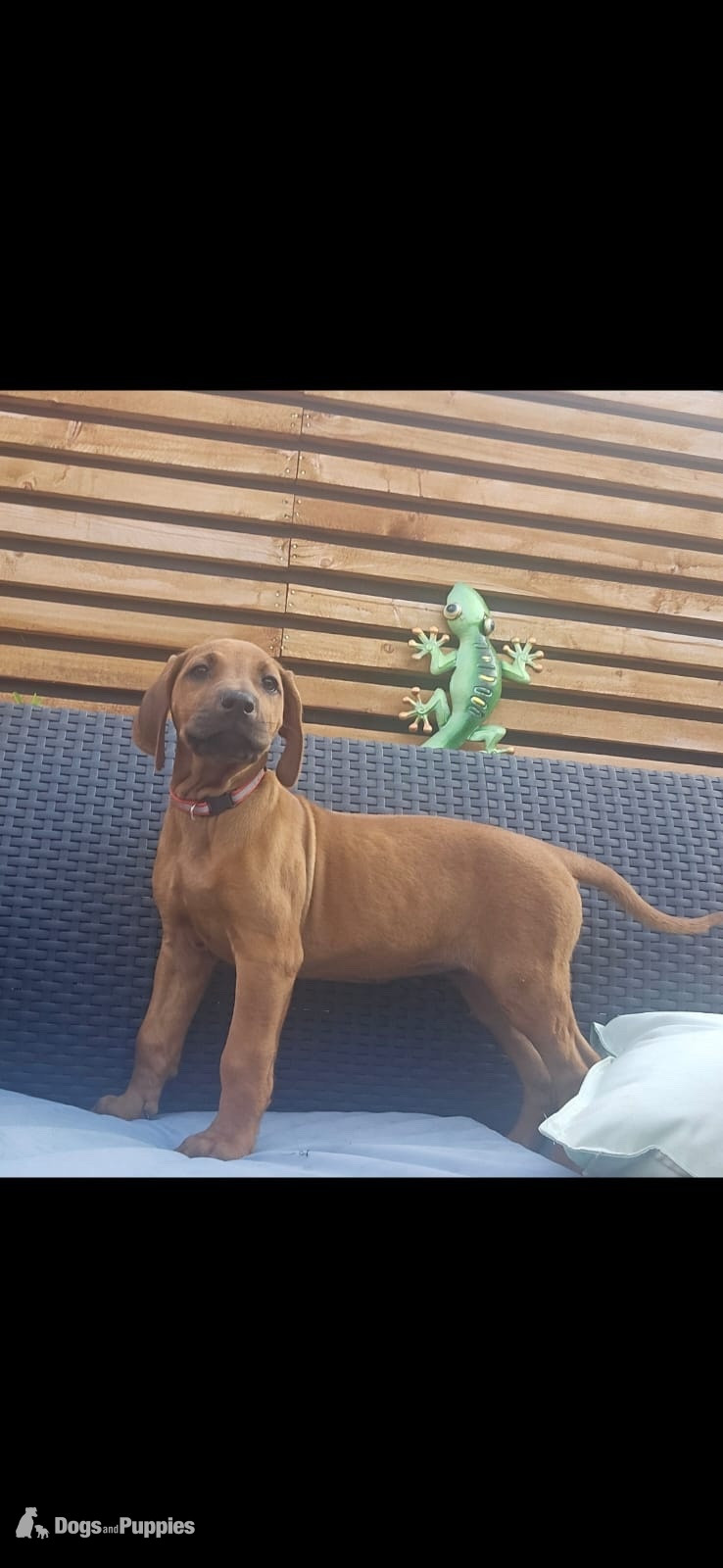 Rhodesian ridgeback puppies  - Rhodesian Ridgeback