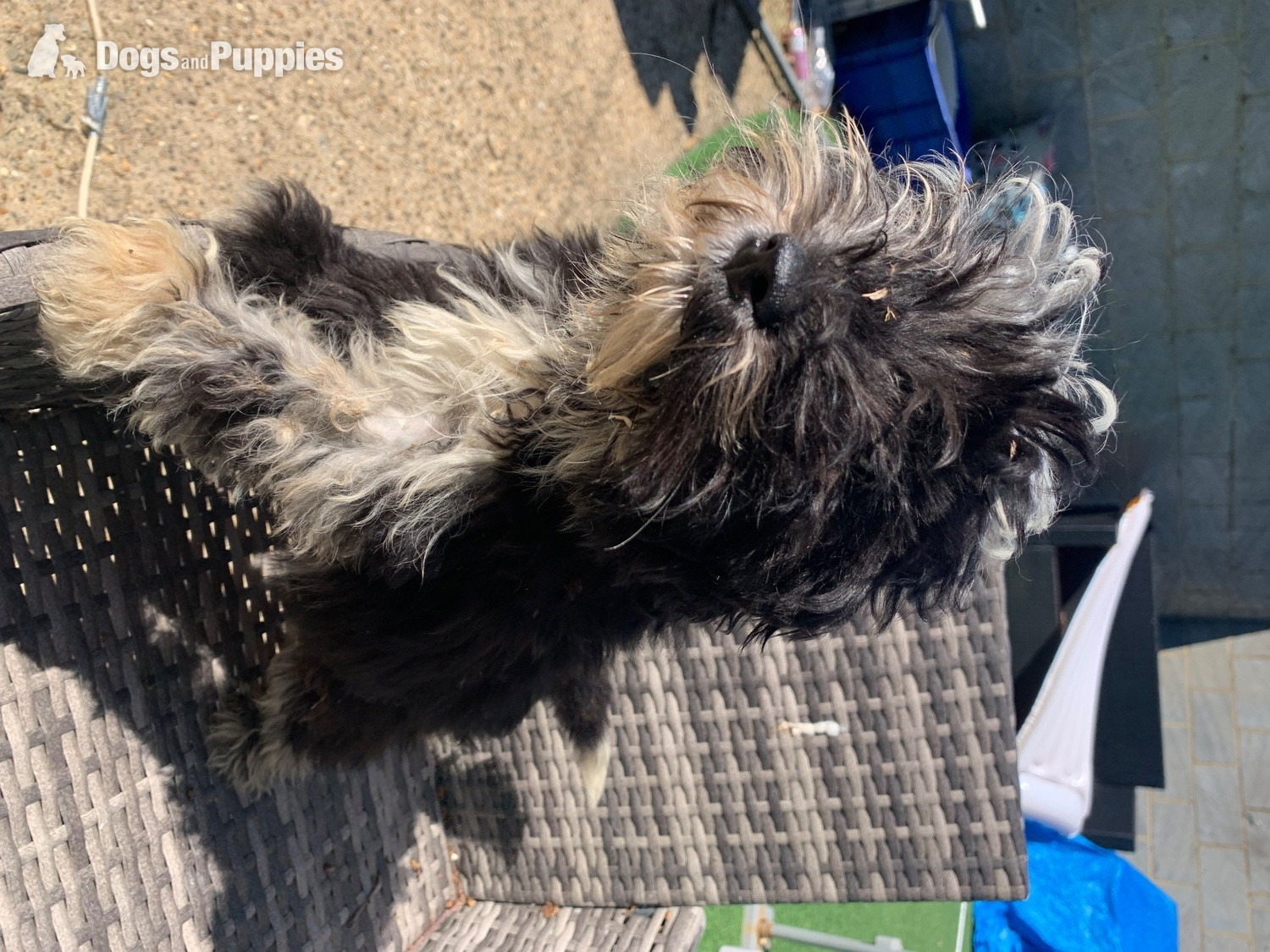Stunning boy miniature sheepadoodle in {LOCATION}