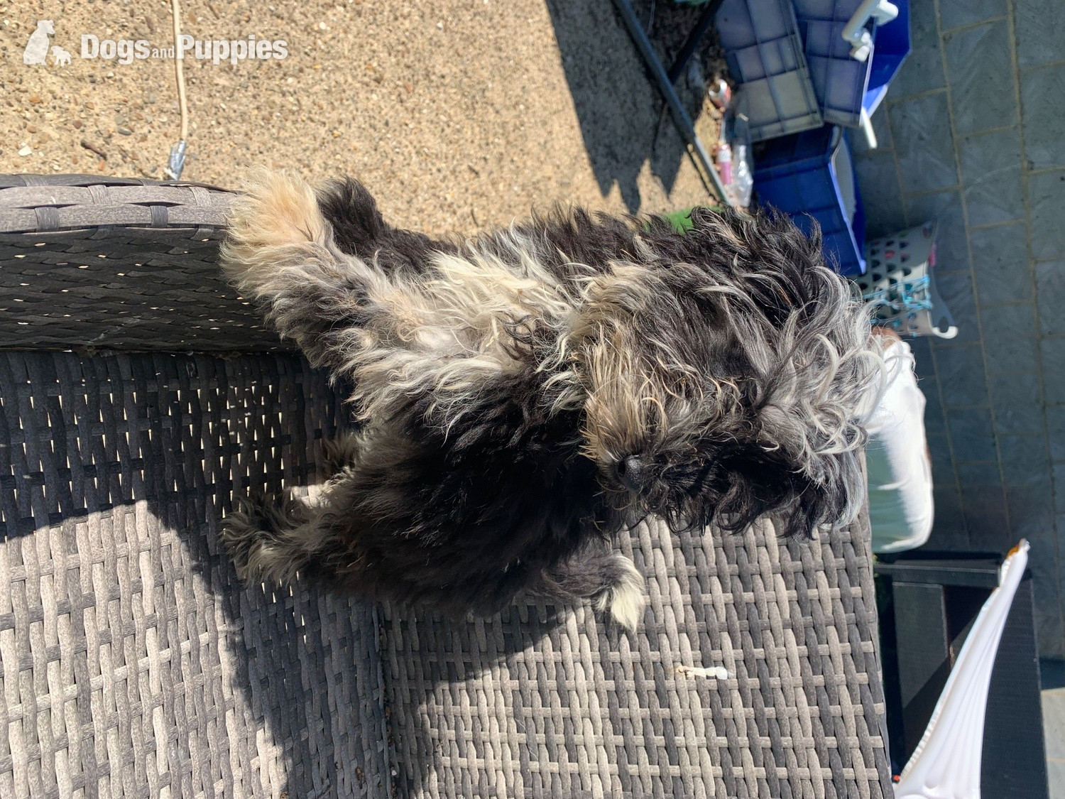 Cross Breeds and Mongrel Puppies