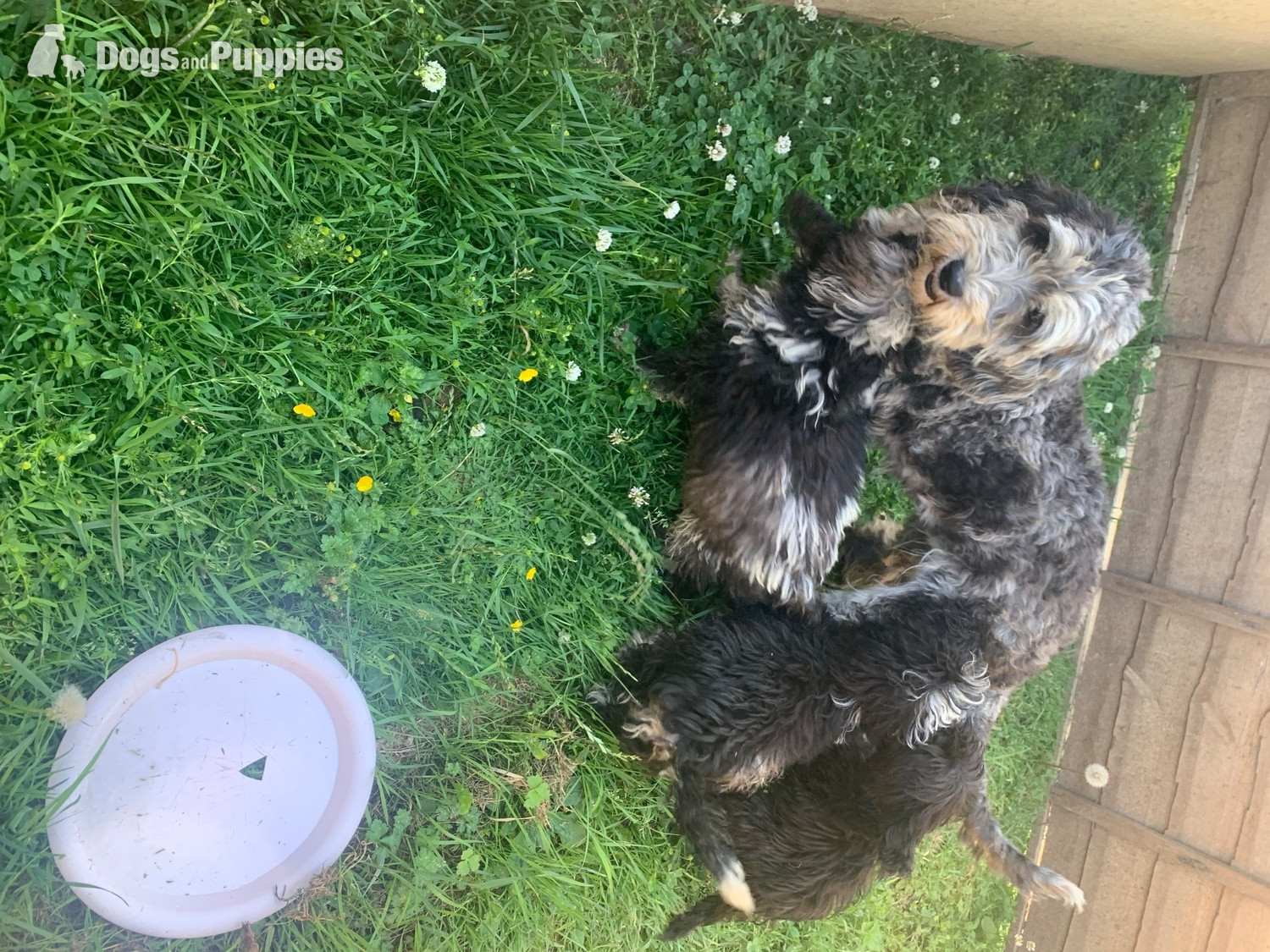 Cross Breeds and Mongrel - Stunning boy miniature sheepadoodle