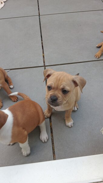 Saffy puppies for sale brighton