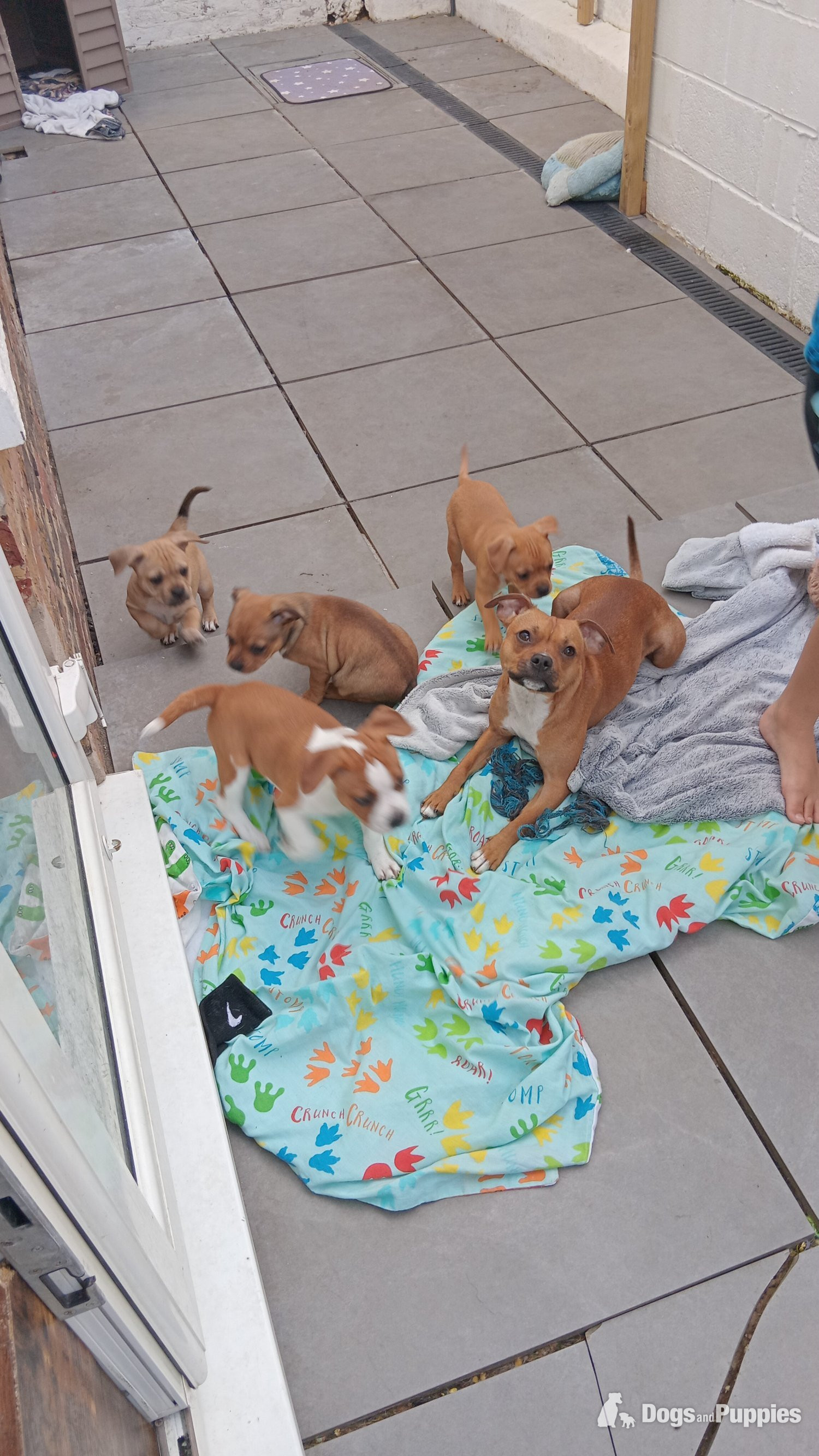 Staffordshire Bull Terrier Puppies