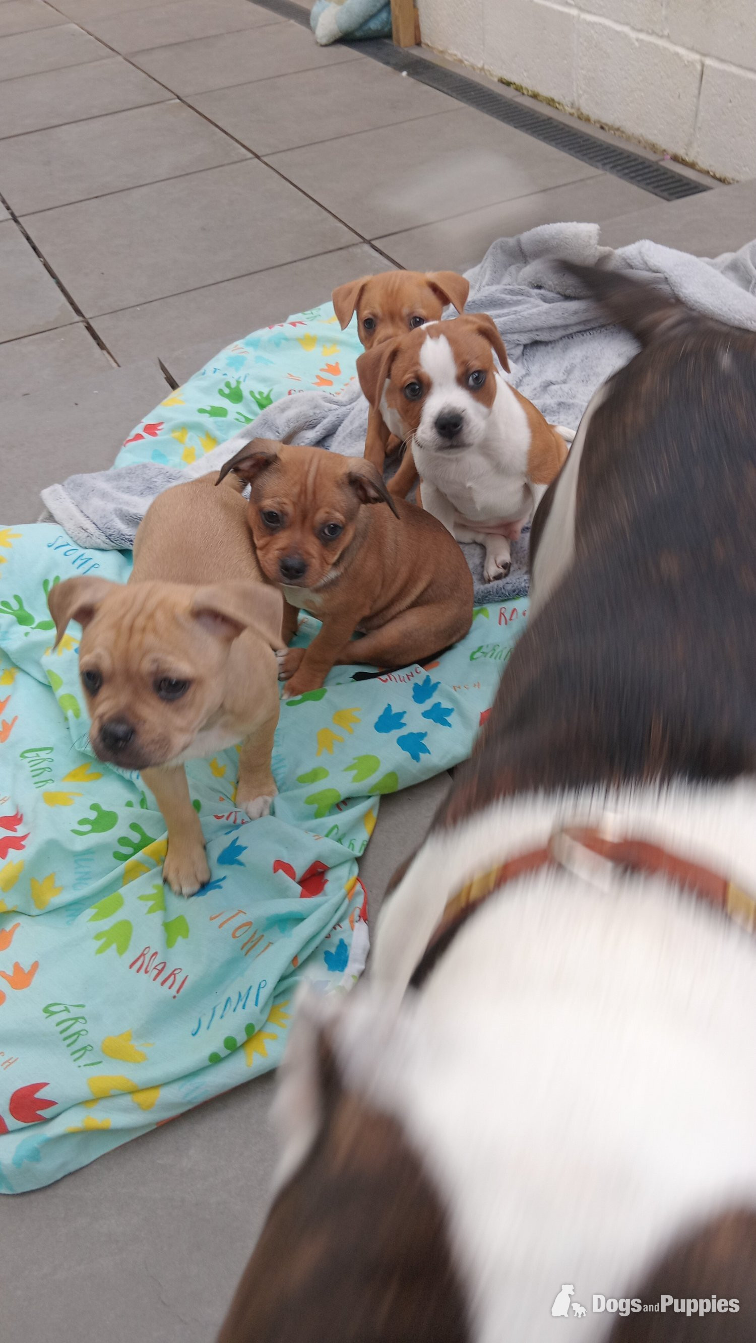 Staffordshire Bull Terrier - Saffy puppies for sale brighton