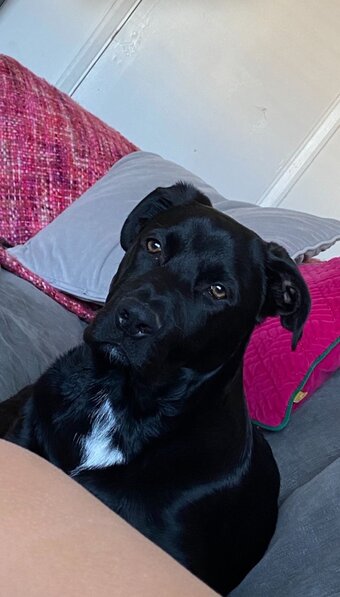 German shepard x rottie 6 months 