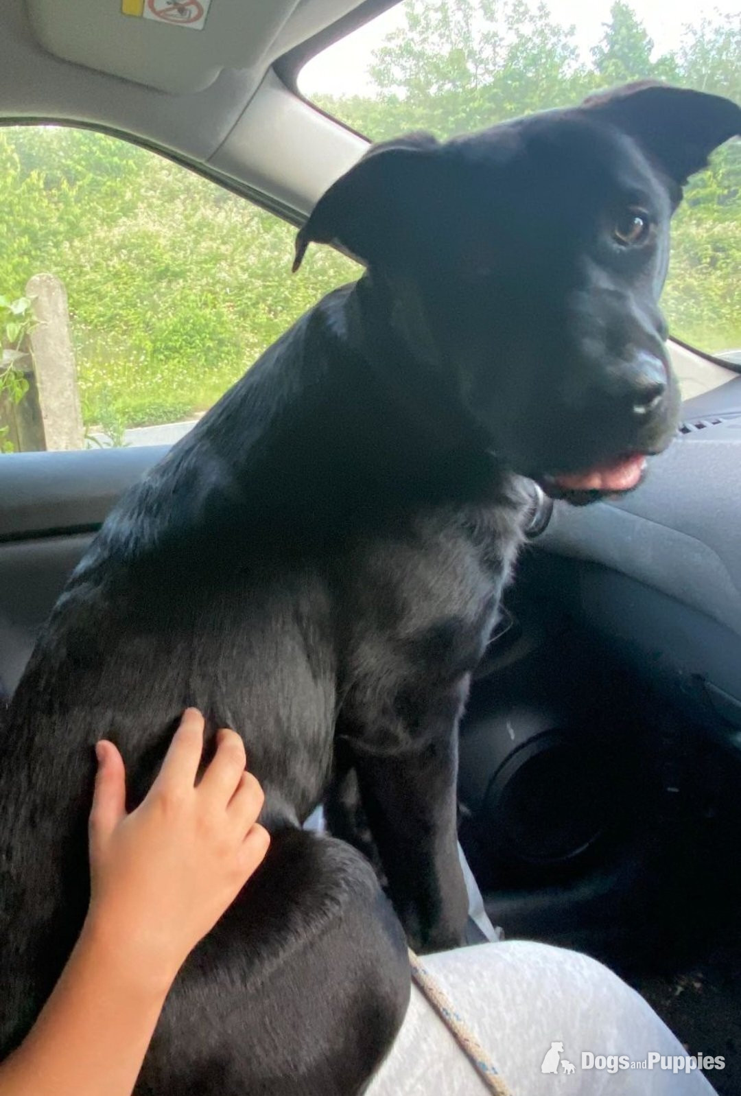 German Shepherd - German shepard x rottie 6 months 