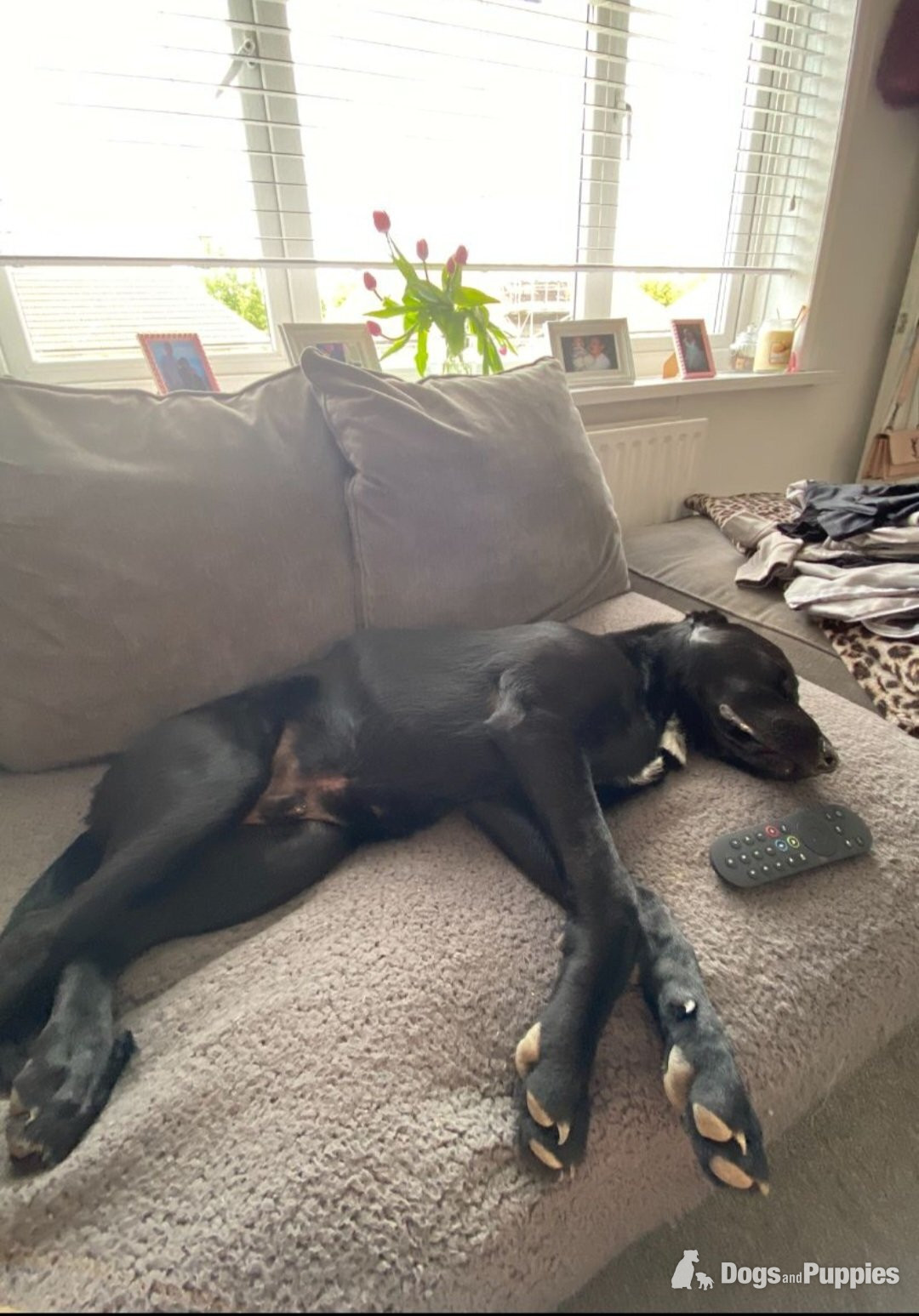 German shepard x rottie 6 months  - German Shepherd