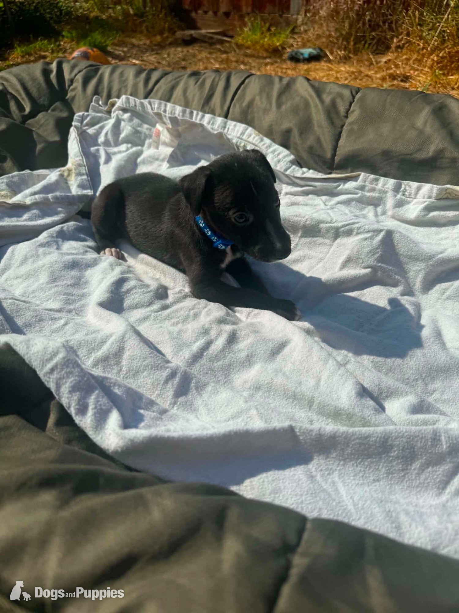 11 LURCHER PUPPIES mixed litter  in {LOCATION}