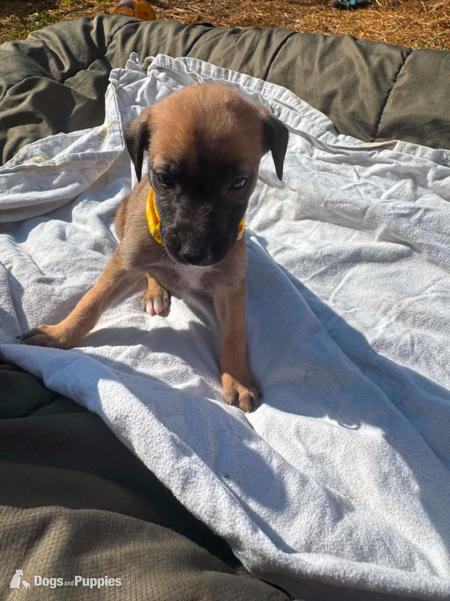 Lurcher Puppies