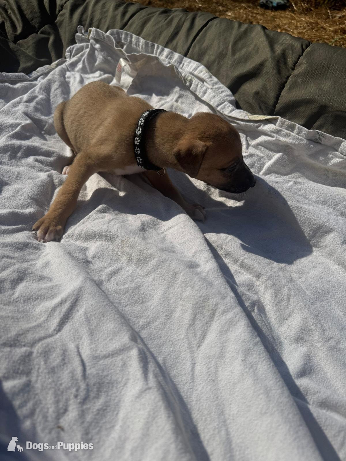 11 LURCHER PUPPIES mixed litter  - Lurcher