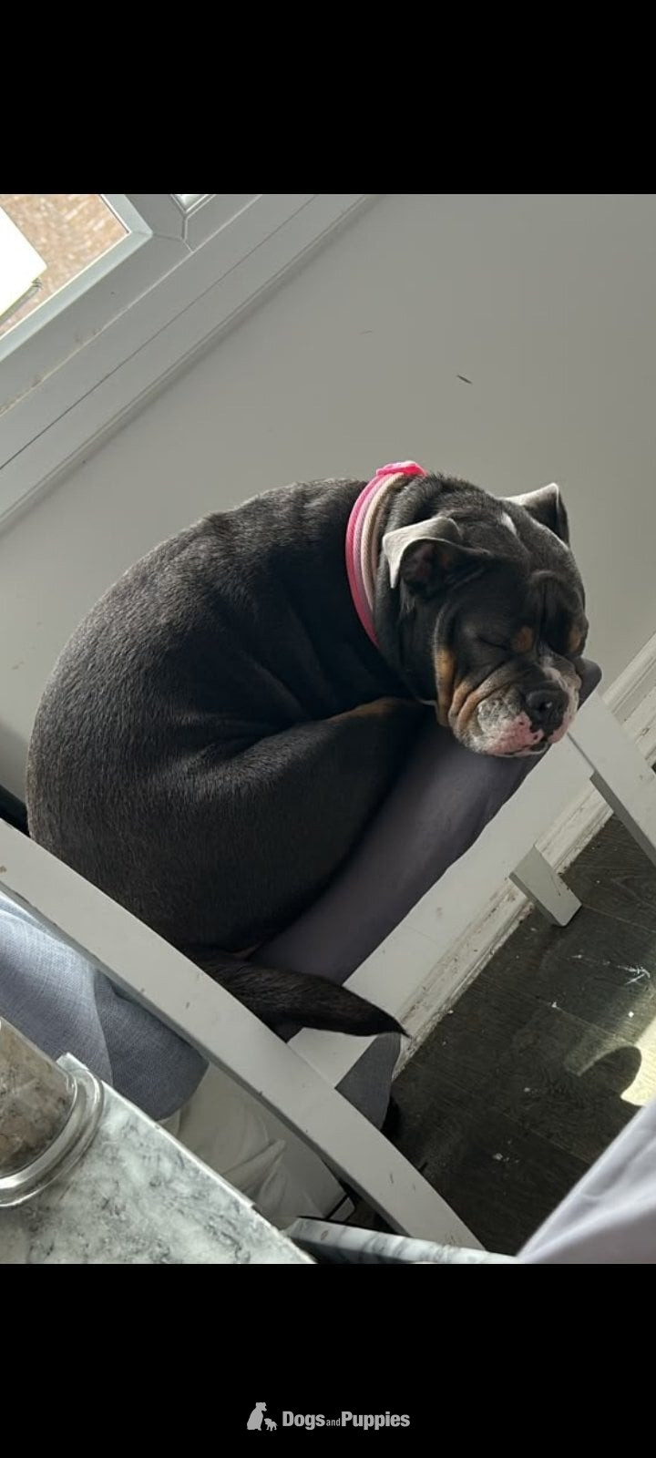 English bulldog x in {LOCATION}