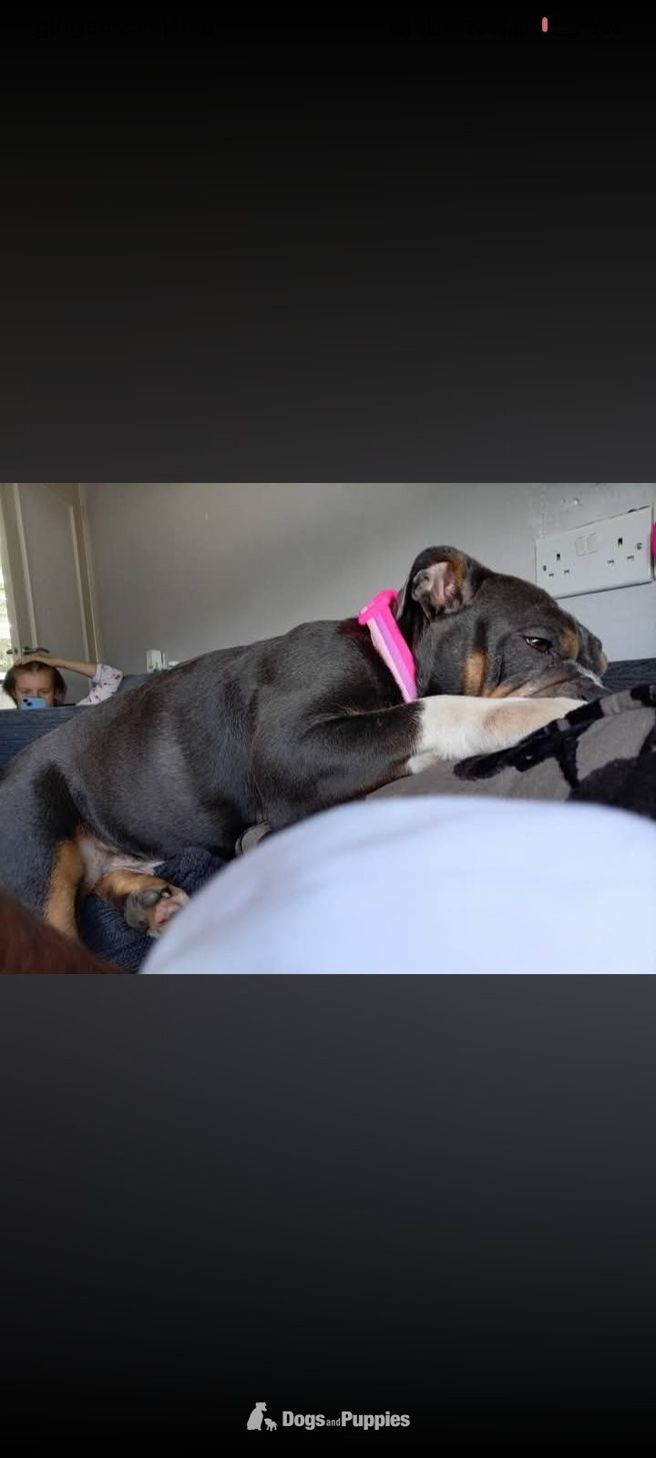 English bulldog x - Bulldog