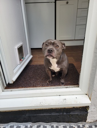 3yr old blue staffy