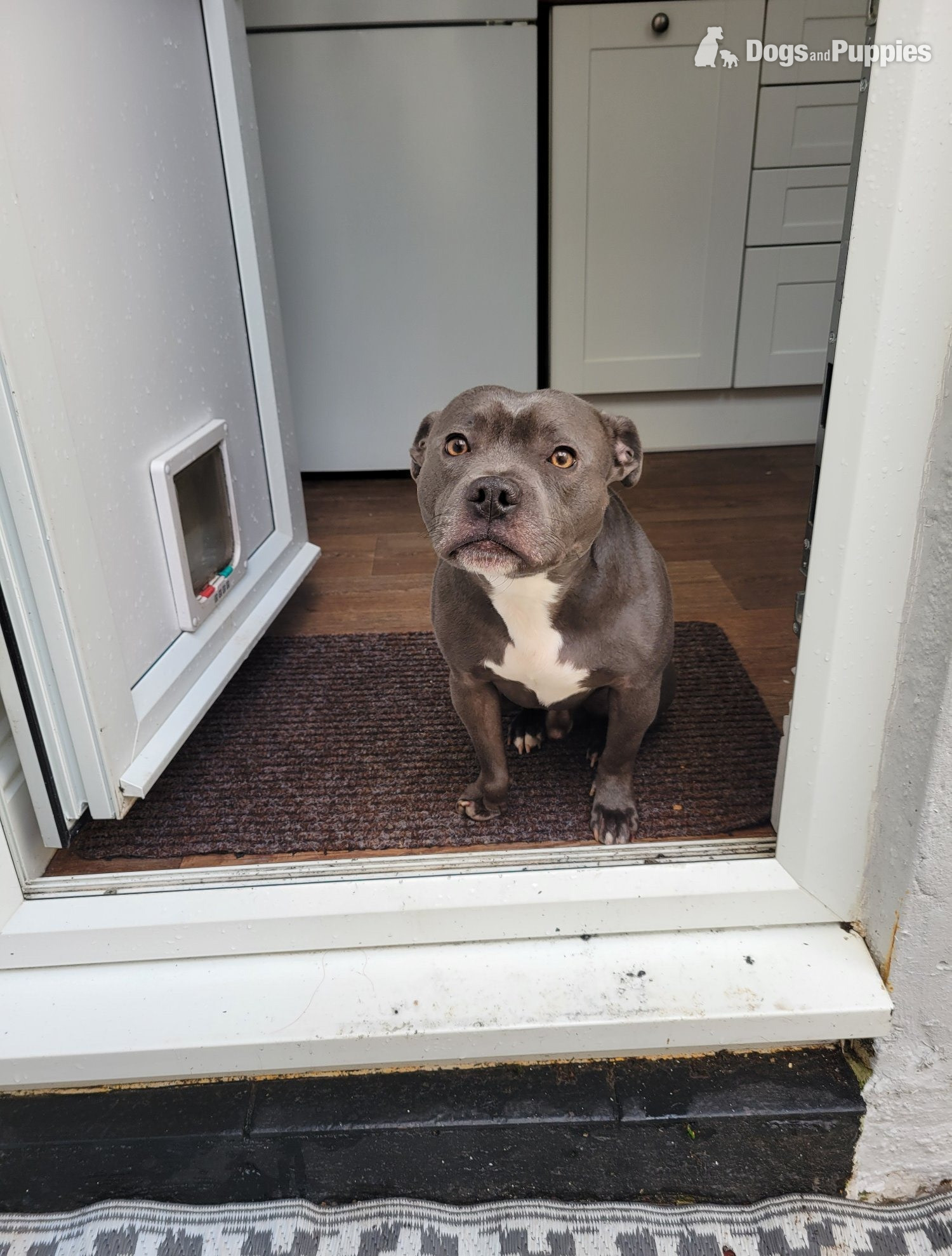 3yr old blue staffy in {LOCATION}
